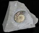 Promicroceras Ammonite - Lyme Regis #22098-2